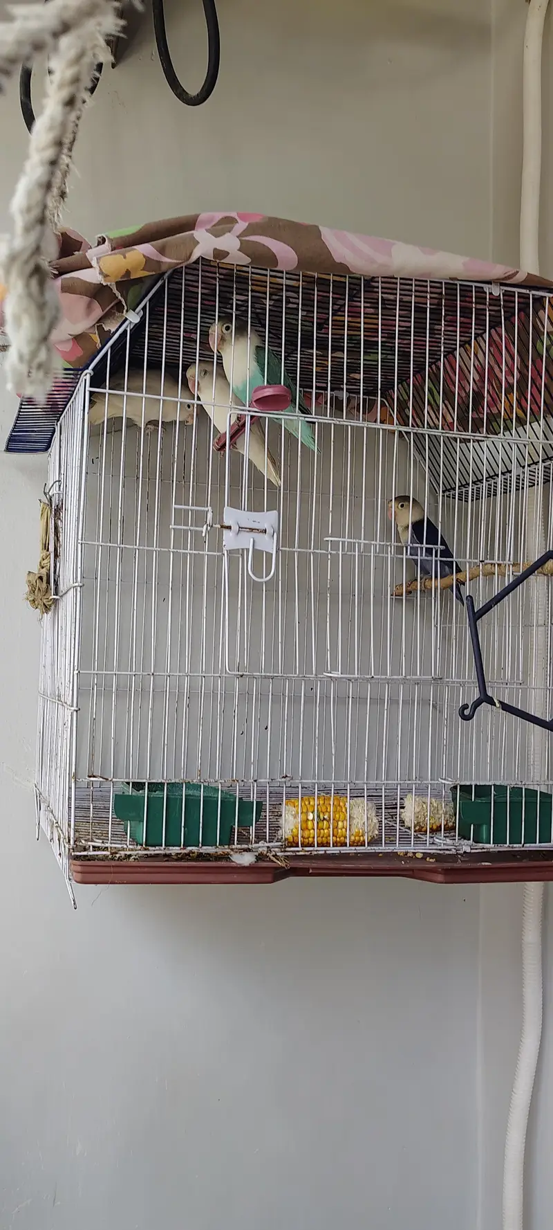 Albino Pair Breeder Blue opaline in green opaline pair — photo 4