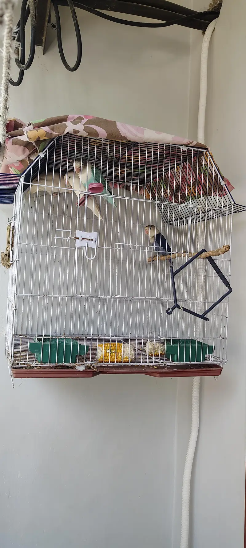 Albino Pair Breeder Blue opaline in green opaline pair — photo 5