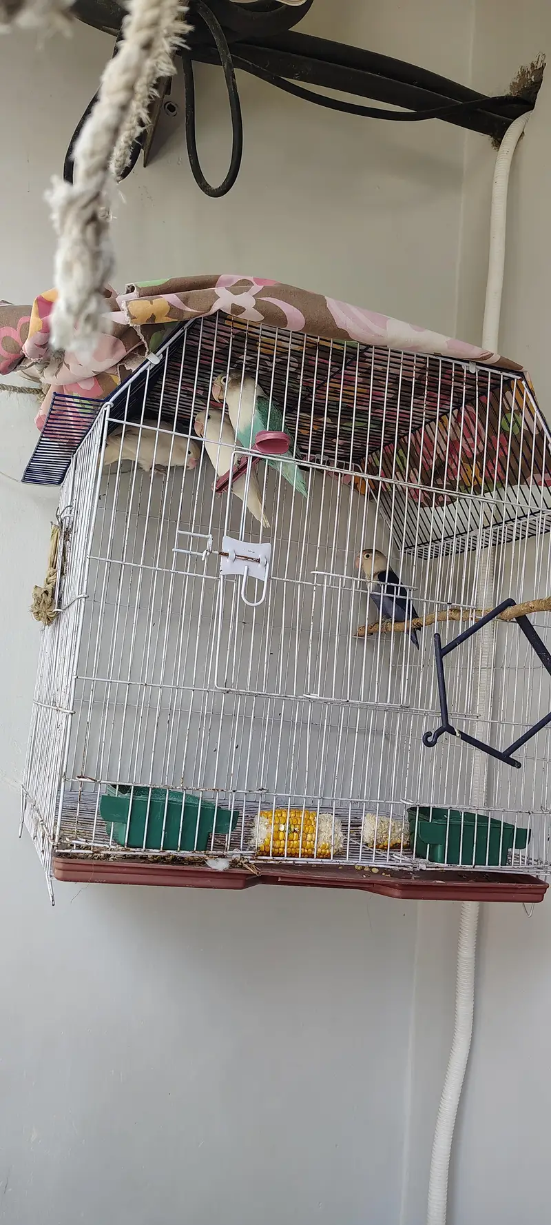 Albino Pair Breeder Blue opaline in green opaline pair — photo 6