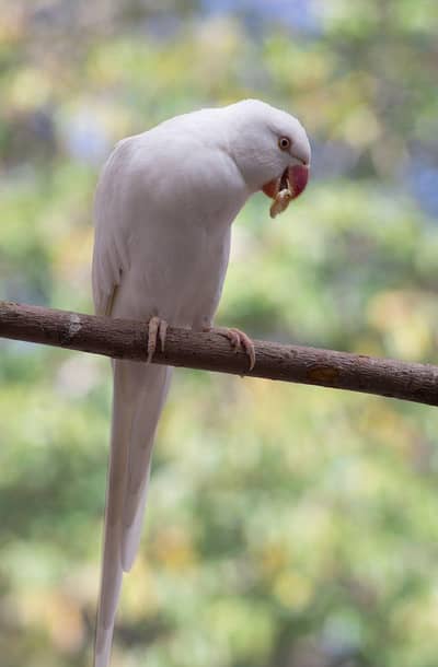 White Ringneck