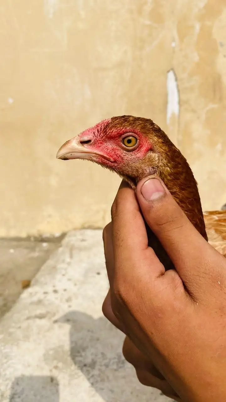aseel murgi — photo 3