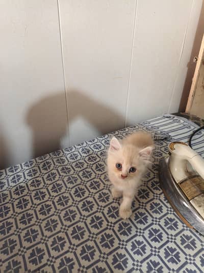 Persian kitten cream color