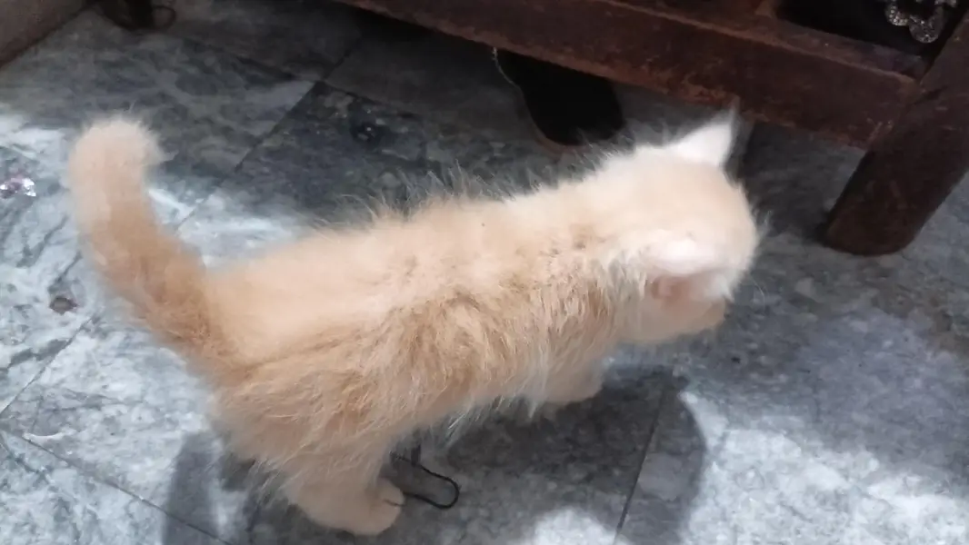 Persian kitten cream color — photo 2