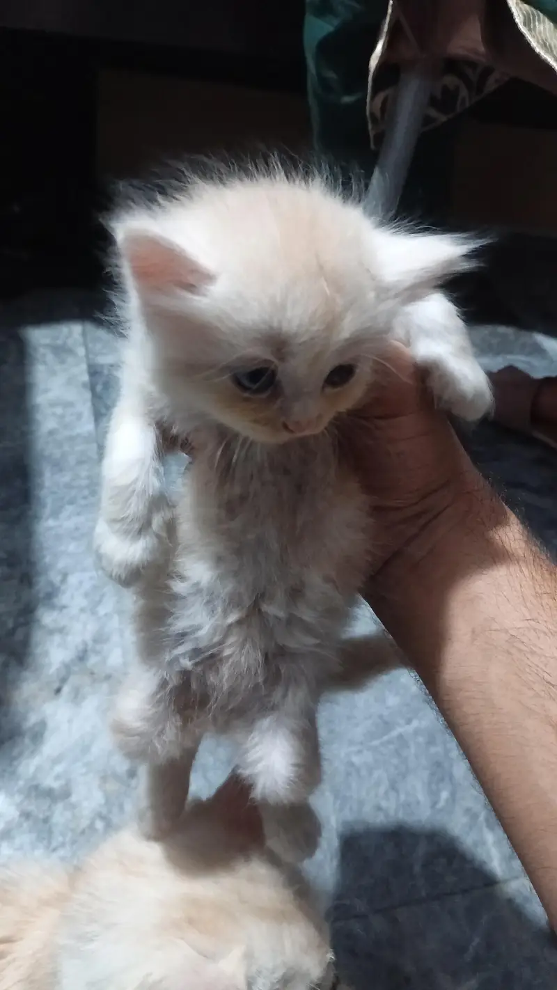 Persian kitten cream color — photo 3