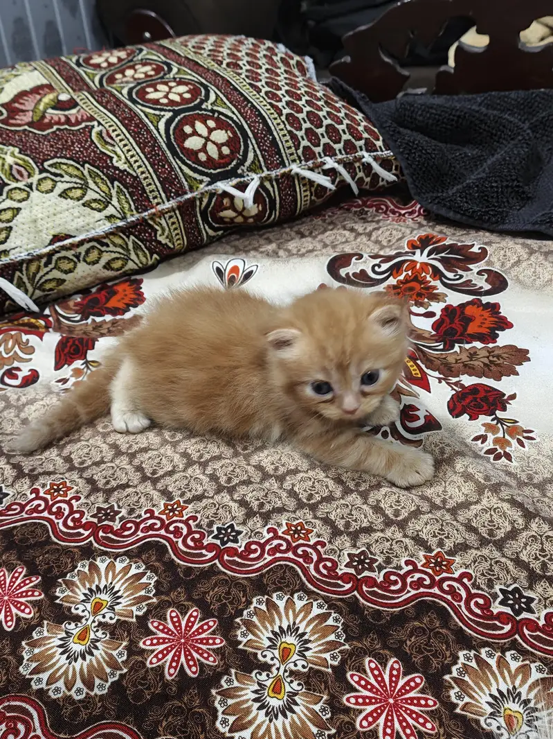 Persian kitten cream color — photo 4