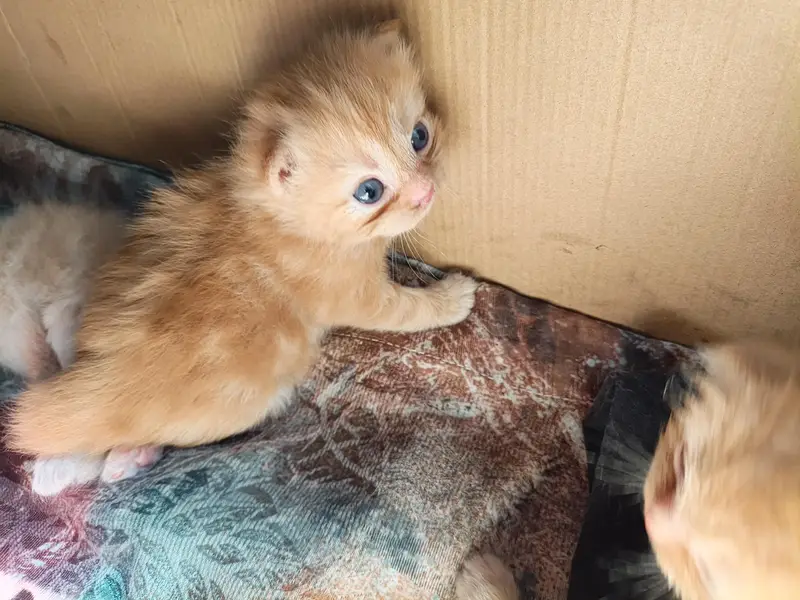 Persian kitten cream color — photo 5