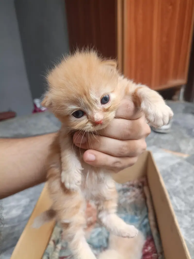Persian kitten cream color — photo 6