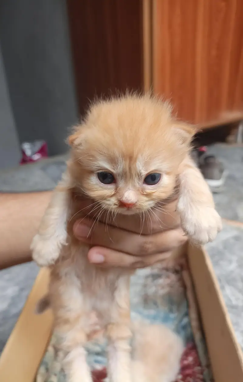 Persian kitten cream color — photo 7