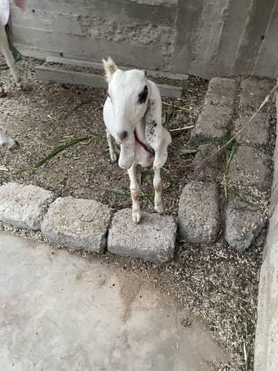 1 bakri 1 month ki gabban 03152344578