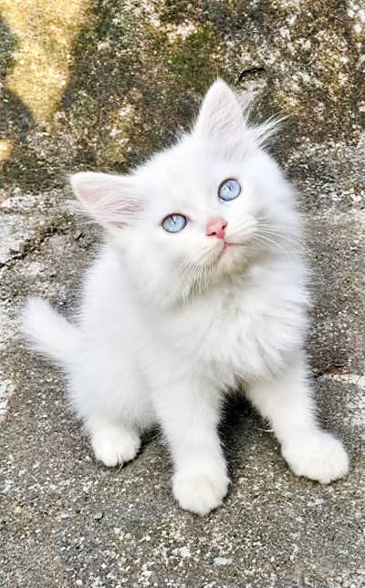 Pure Persian Blue Eyes Male Kitten