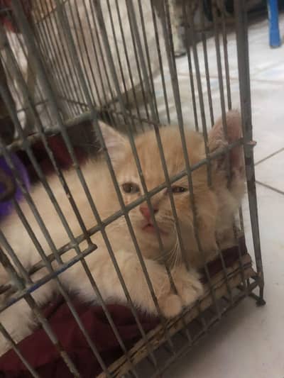 persian cat