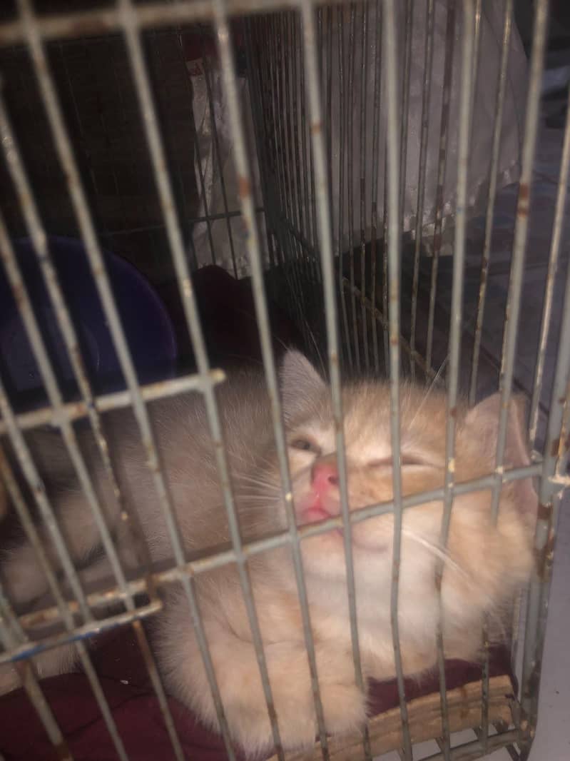 persian cat 1