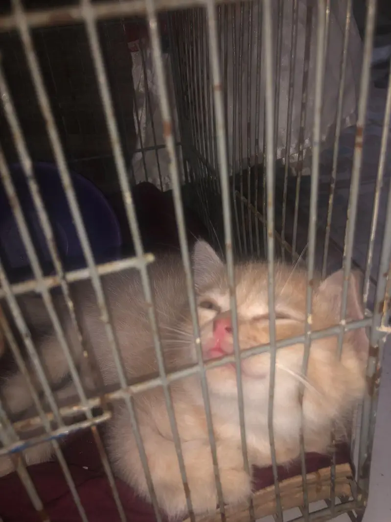 persian cat — photo 2