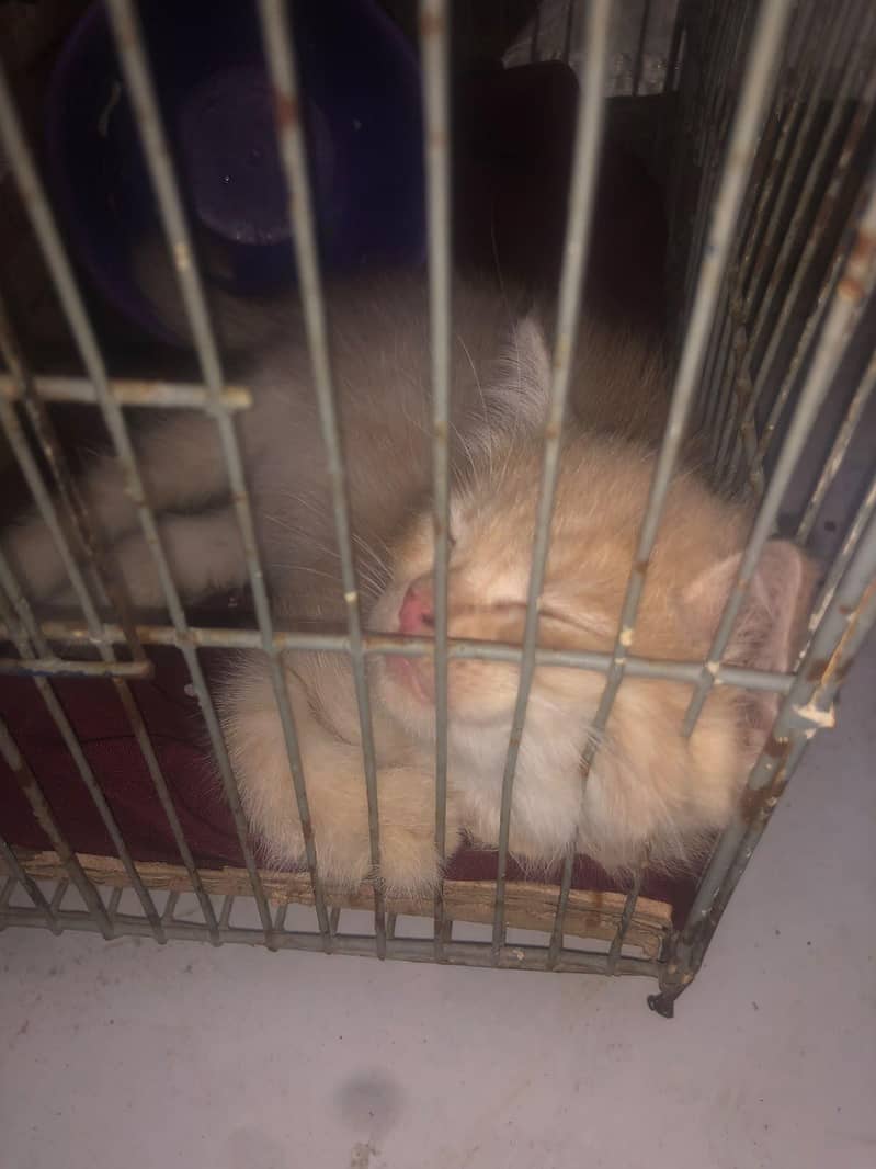 persian cat 2