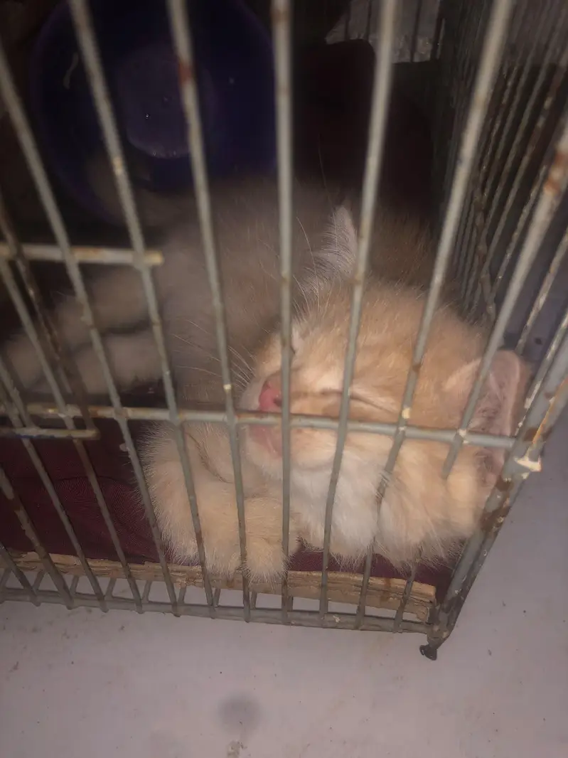 persian cat — photo 3
