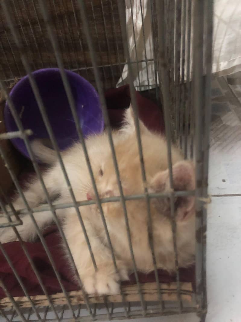 persian cat 3