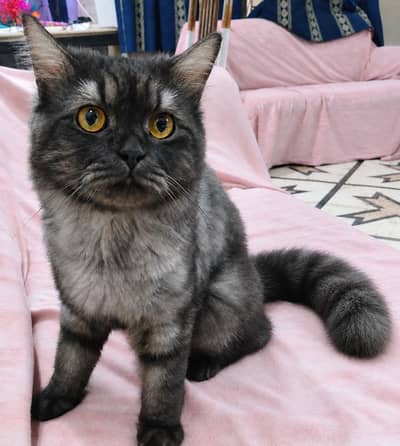 Triple coat Persian Stud Male Cat for Sale