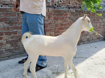 pure gulabi teda male top quality 03174373497