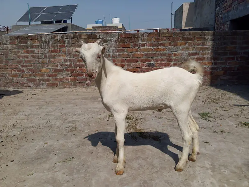 pure gulabi teda male top quality 03174373497 — photo 2