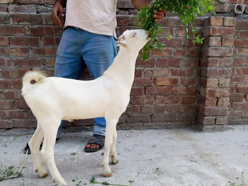 pure gulabi teda male top quality 03174373497 — photo 3