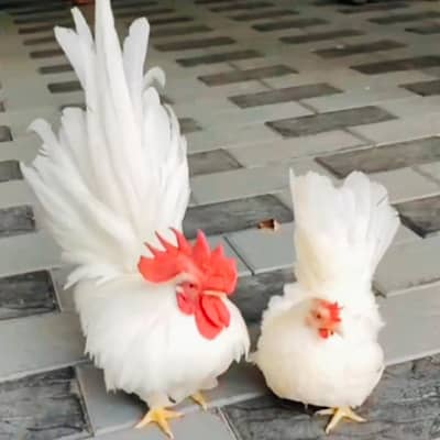 Japanese Bantam Hens Pair