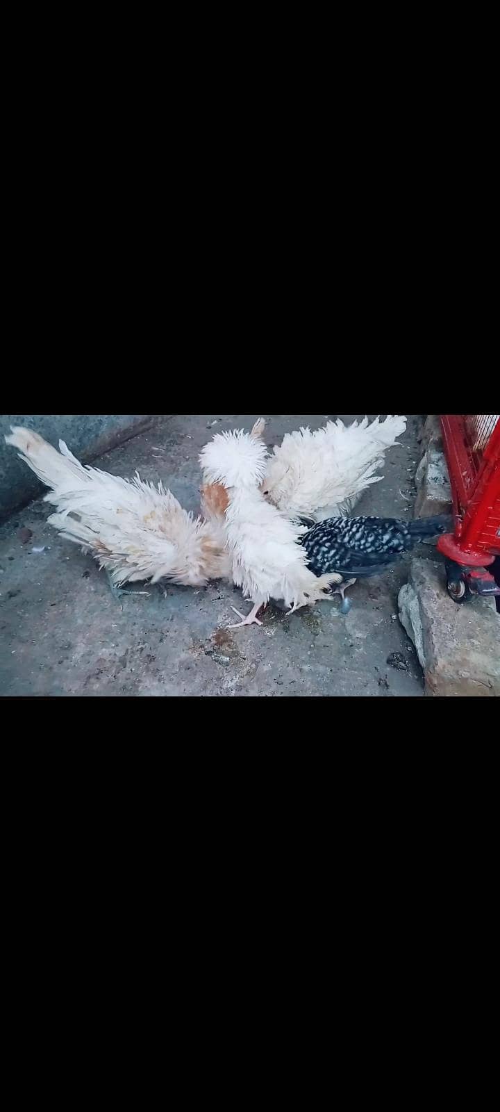 polish chicks 2