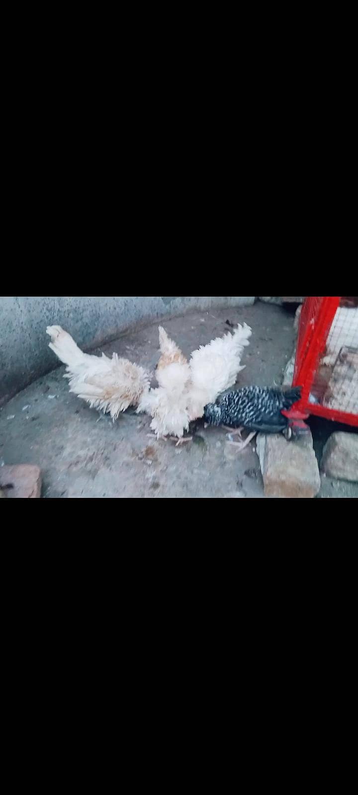 polish chicks 3