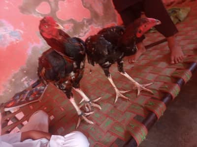 جاوا اصیل مرغا 2 سالجاوا اصیل جوڑا 7 ماہ ​تفصیل (