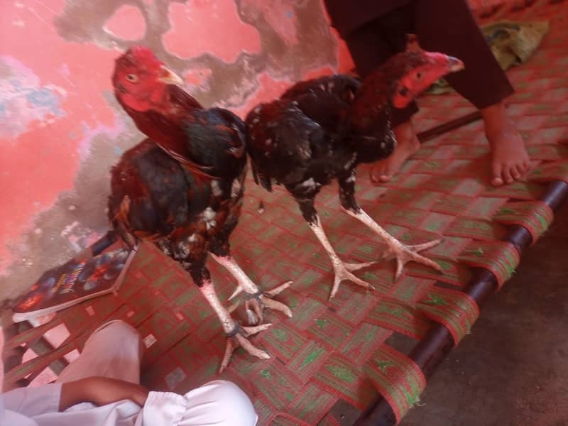 جاوا اصیل مرغا 2 سالجاوا اصیل جوڑا 7 ماہ ​تفصیل ( 0