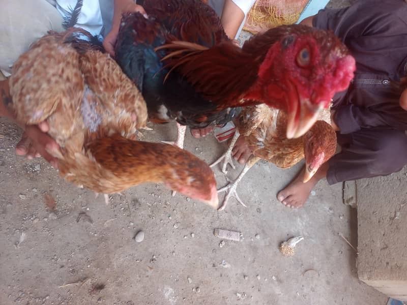 جاوا اصیل مرغا 2 سالجاوا اصیل جوڑا 7 ماہ ​تفصیل ( 1