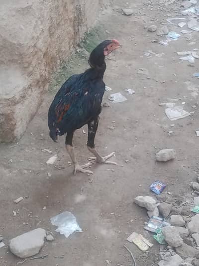 sale for assel murga