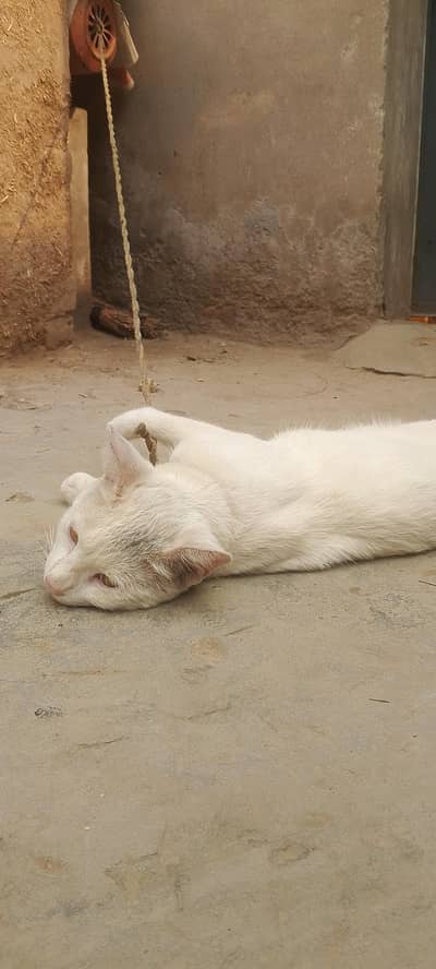 Cat for sale ha jis na lane ha rabta kar lah inbox