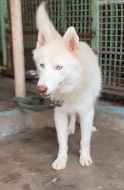 Female Pure White Husky On Heat