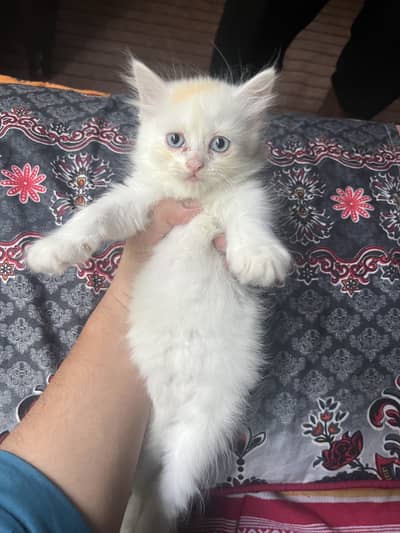 Persian cats  for sale 2 months and 8 months cats available for sale