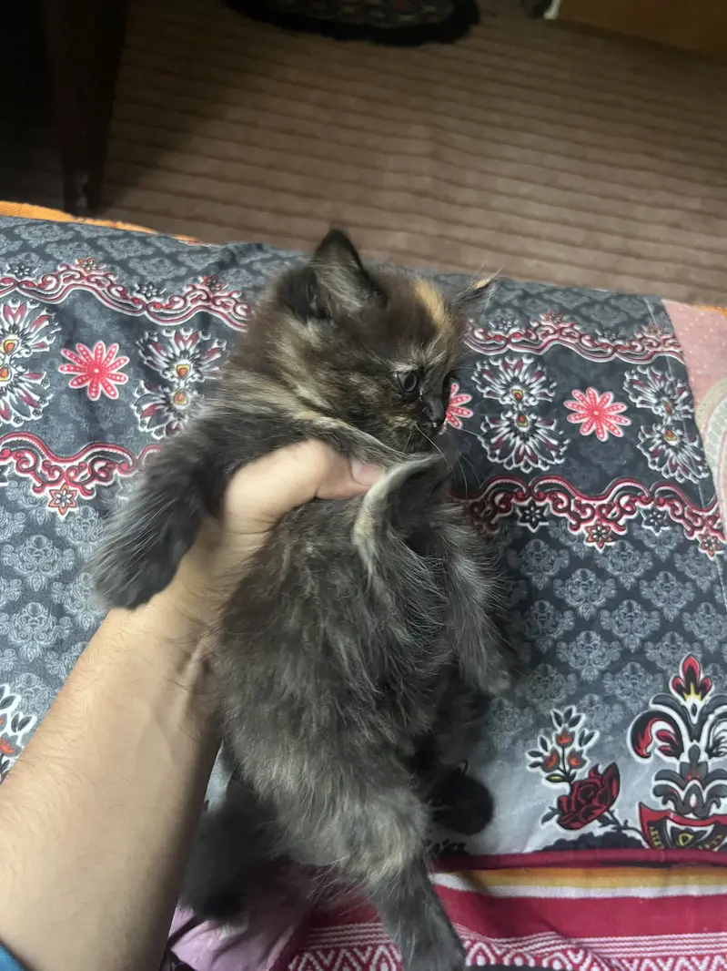 Persian cats  for sale 2 months and 8 months cats available for sale — photo 2