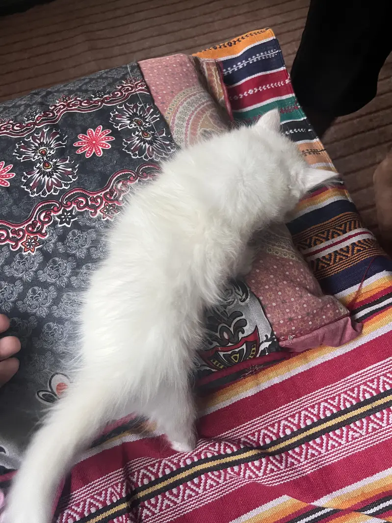 Persian cats  for sale 2 months and 8 months cats available for sale — photo 3