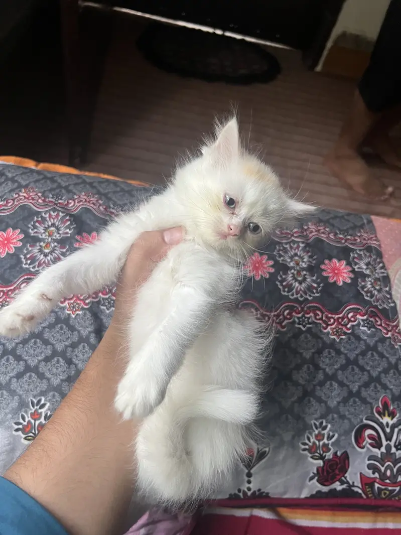 Persian cats  for sale 2 months and 8 months cats available for sale — photo 4
