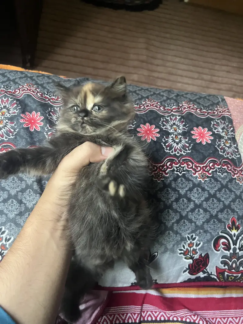 Persian cats  for sale 2 months and 8 months cats available for sale — photo 5