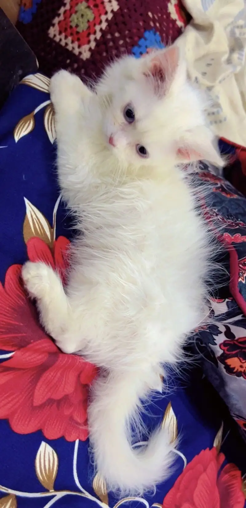 Persian cats  for sale 2 months and 8 months cats available for sale — photo 6