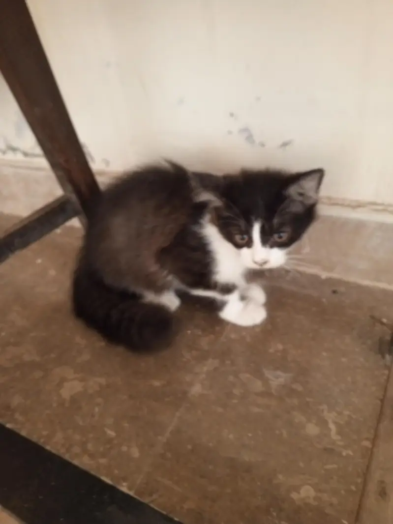Persian cats — photo 2
