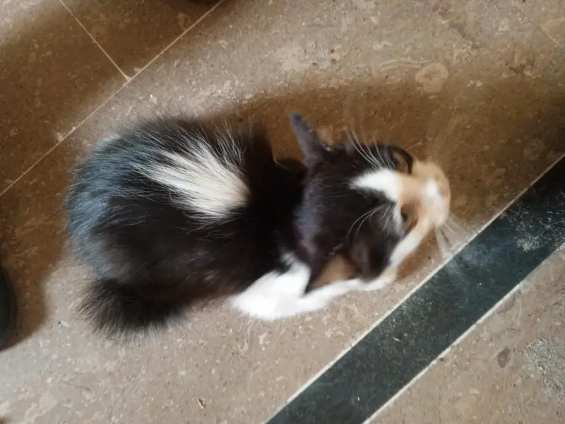 Persian cats — photo 4