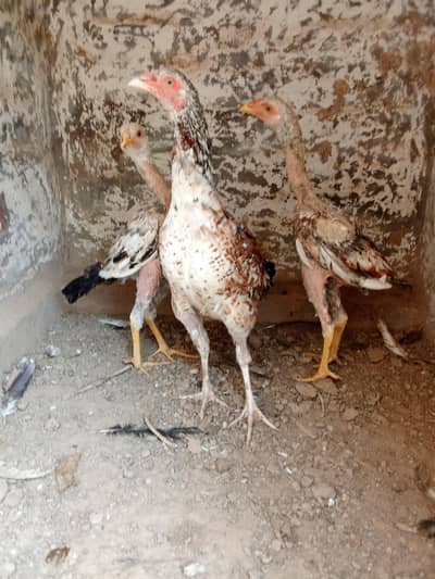 Female pure aseel for sale only 1 big female for sale