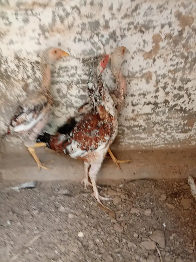 Female pure aseel for sale only 1 big female for sale — photo 3