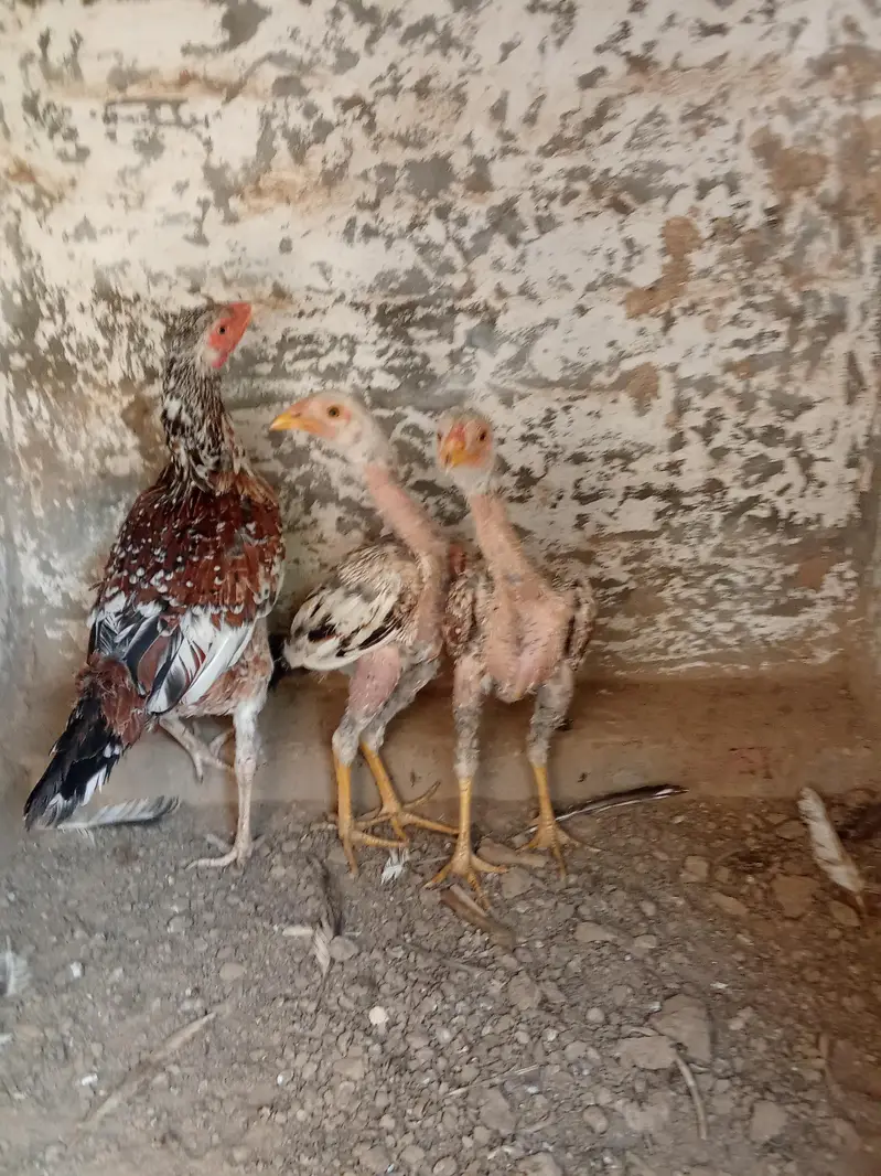 Female pure aseel for sale only 1 big female for sale — photo 4