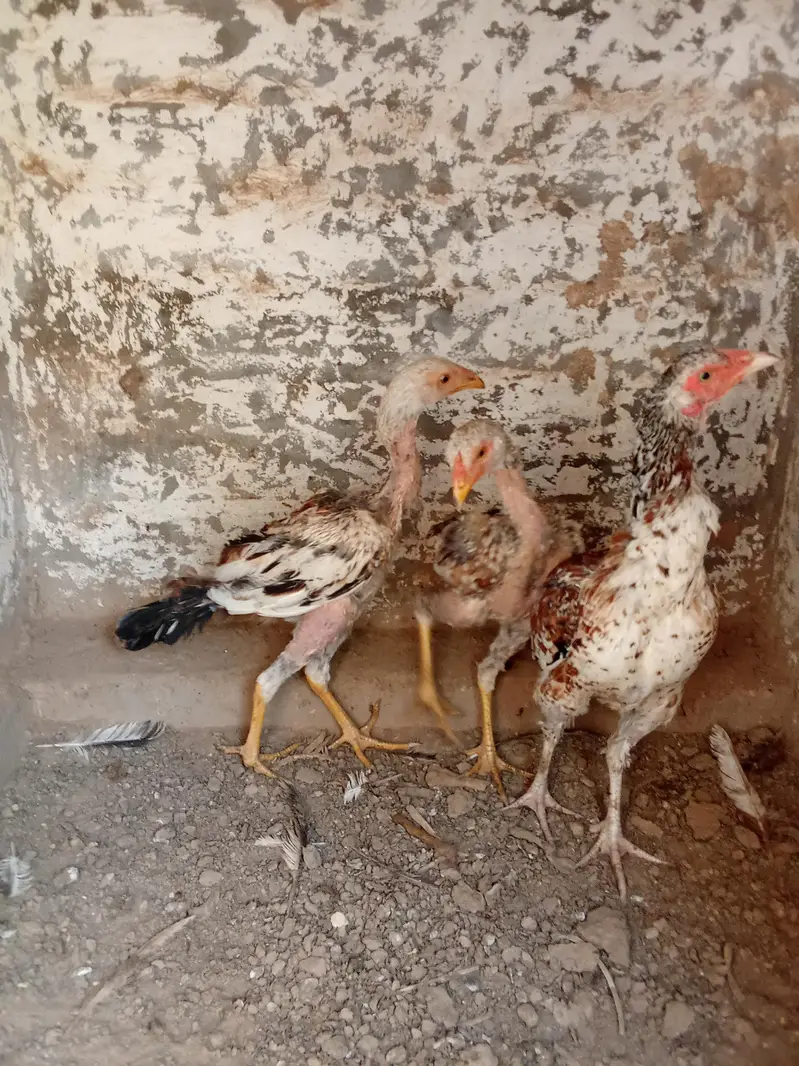 Female pure aseel for sale only 1 big female for sale — photo 7
