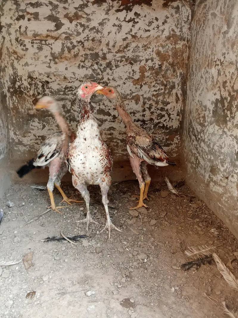 Female pure aseel for sale only 1 big female for sale — photo 8