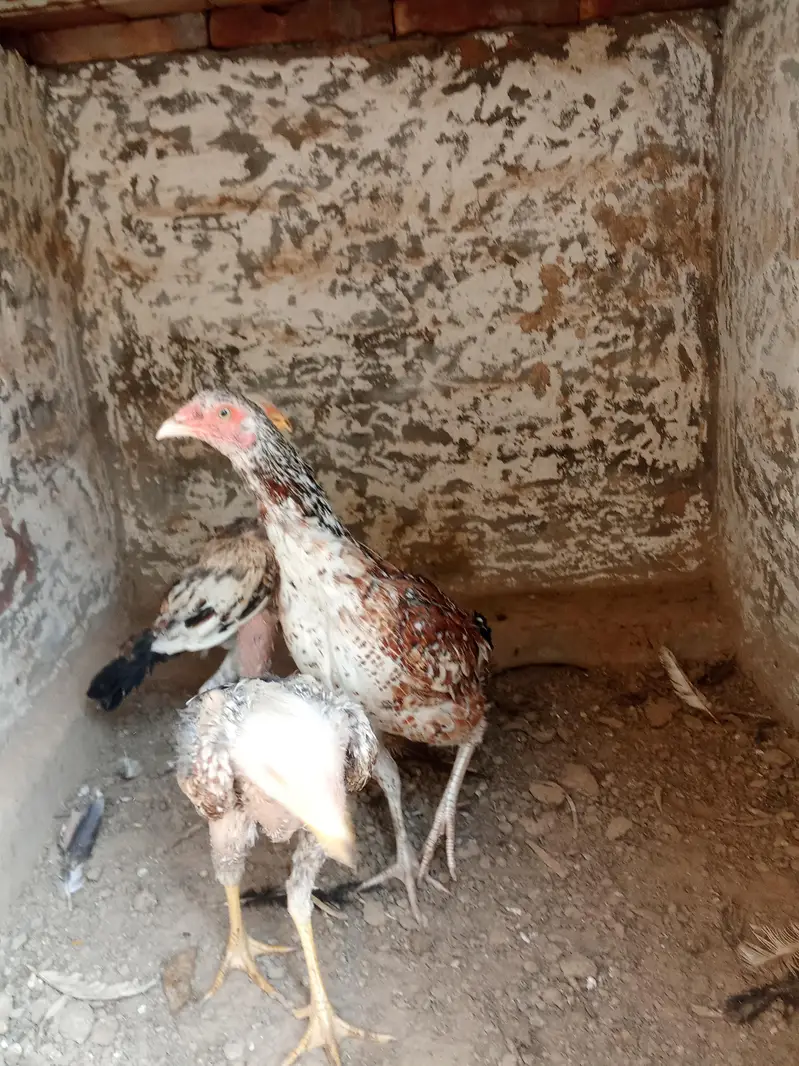 Female pure aseel for sale only 1 big female for sale — photo 9