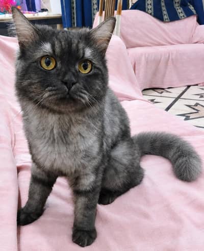 Triple coat Persian Stud Male Cat for Sale