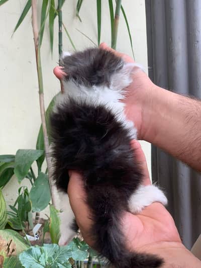 Persian kitten