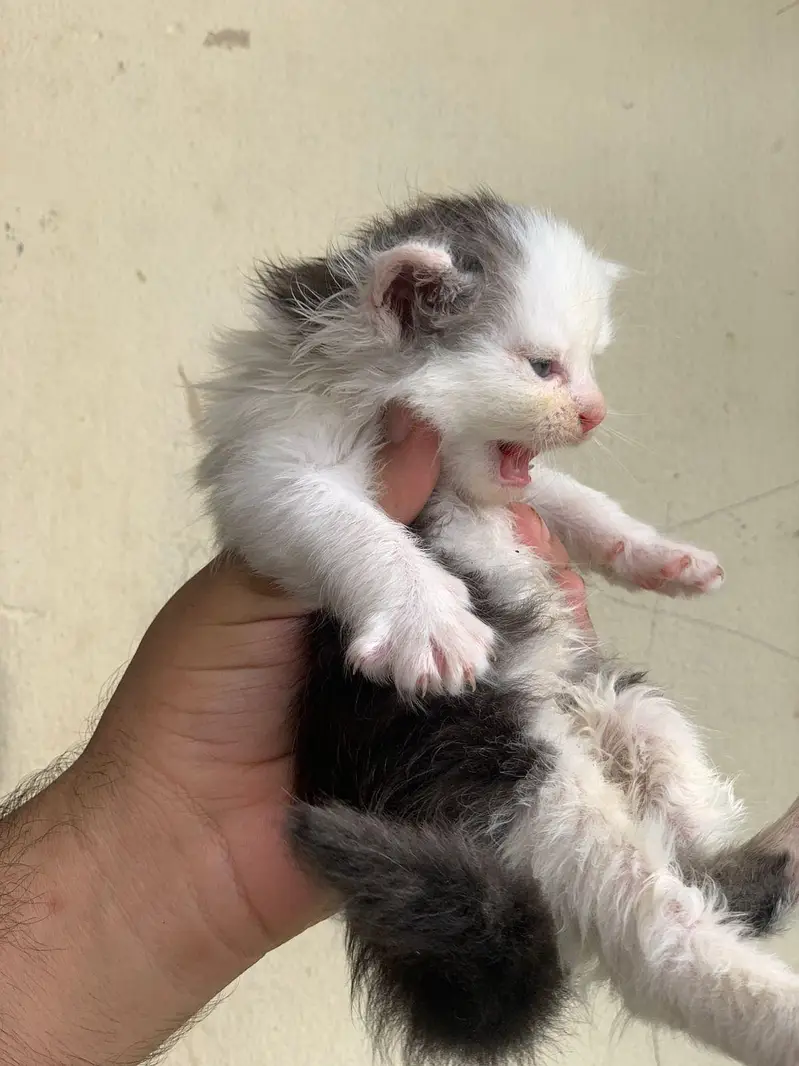 Persian kitten — photo 2